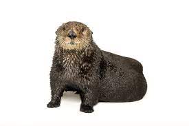 Here's how you say it. Sea Otter National Geographic