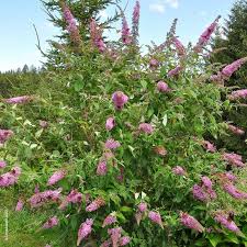 Buddleja Davidii, arbre aux papillons