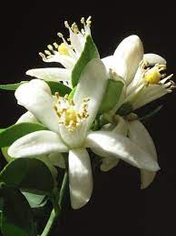 En Tu Jardin No Pueden Faltar Flores Blancas Tan Bonitas Como Estas En 2020 Flores Blancas Flores Flores Bonitas