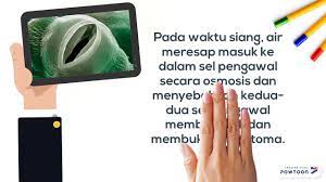 Udara lingkungan dapat dihirup masuk ke dalam. Pertukaran Gas Dalam Tumbuhan Youtube