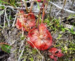 Image result for Psilotrichum sericeum