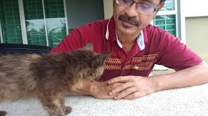 Cara merawat kucing ada banyak. Jangkitan Sporo Kepada Manusia Psherbs