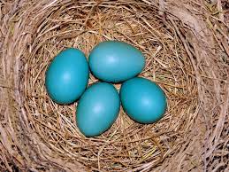 Each system has a different value, or percentage of colors, that make up every color in the graphic design spectrum, and the same can be said for robin egg blue. Photos Of Eggs That Show How Different Birds Build Their Homes