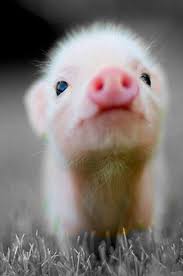 Risultati immagini per porco