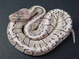 Axanthic Lemon Blast Morph List World Of Ball Pythons Ball Python Ball Python Morphs Cute Snake