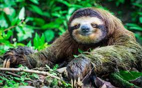 A Sloth Can Hold Its Breath For 40 Minutes Underwater And 6 Other Facts For International Sloth Day 7 Things You Cute Animals Most Endangered Animals Sloth