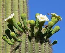 Aprende a tejer un cactus de crochet paso a paso hola patronartistas!!! Como Quitar Espinas O Pinchos De Cactus Ciber Cactus
