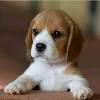 Beagle puppies for adoption in pa. Https Encrypted Tbn0 Gstatic Com Images Q Tbn And9gcsjcmnmtuh2zbi Aesre09jlke3w9tdcvb9ldej44u Usqp Cau
