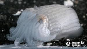 Latest and popular pyjama gifs on primogif.com. Monterey Bay Aquarium In Order To Display The Striped Pyjama Squid Our
