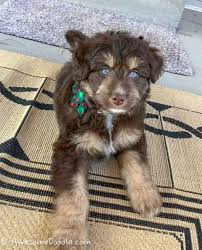Browse Aussiedoodle Images And Ideas On Pinterest