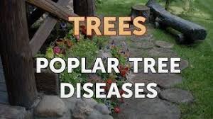 However, when your tree is stressed by drought pests — tuliptree scale, yellow poplar weevil, and aphids, in the spring and summer months. Poplar Tree Diseases Youtube