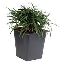 Dwarf Mondo Grass 3 1 4 In Pots 18 Pack Groundcover Plant Dwarf Mondo Grass Mondo Grass Ground Cover Plants