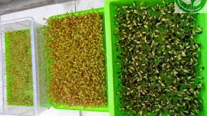 如何煮黑豆水 注意事項 建議一定要購買台灣本土產的青仁黑豆 outdoor decor decor bird feeders