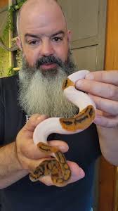 Baby snakes compared to their parents. Plus a vicious snake attack at the  end! #notvicious #clownpied #babysnakes