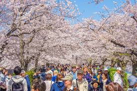 The ueno cherry blossom festival is one of the biggest and most crowded in all of japan. How To See Japanese Cherry Blossom Season Travel Nation