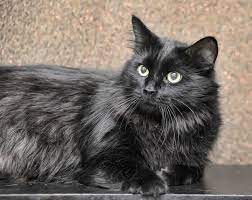 The medium to long fur can range from 2 to 6 inches in length. Black Cat Breeds 11 Breeds With Gorgeous Dark Coats