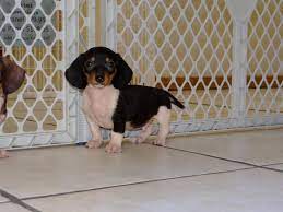 Check spelling or type a new query. Puppies For Sale Local Breeders Precious Black Tan Miniature Dachshund Puppies For Sale In Atlanta Ga At Puppies For Sale Local Breeders