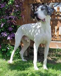 If you're not 100% taken by the dachshund puppies for sale ohio is currently offering, then, by all means, widen your. Great Dane Rescue In Ohio Harlequin Haven Great Dane Rescue Adoptable Danes Toby