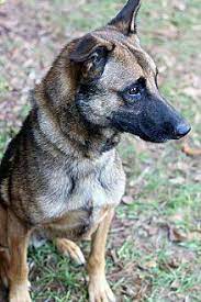 We did not find results for: Buck 2 Belgian Malinois Young Male For Sale In Mcdonough Georgia Classified Americanlisted Com