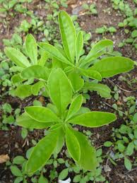 Image result for Talinum fruticosum