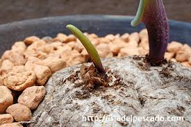 Image result for Eriospermum mackenii