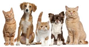 Kedi ve köpek neden uzlaşamaz? | Şalom Gazetesi - 12.02.2025
