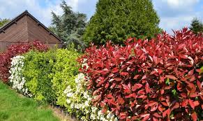 This disease commonly occurs on the southern landscape plant, red tip photinia. Photinia Planting Pruning And Advice On Caring For Them