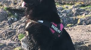 Newfoundland Cross Bernese Mountain Dog Dogs For Sale Ireland