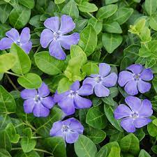 Jul 07, 2021 · common periwinkle is a low, spreading vine with attractive purple/lavender flowers. Bowles Periwinkle Vine Perennials Great Garden Plants