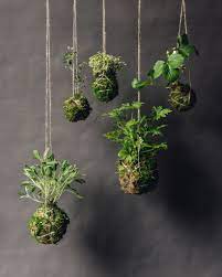 Try to do this early in the. Kokedama Workshop Living Vessels Glasswing Shop Glasswing