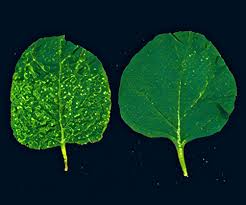 Image result for Pycnobotrya