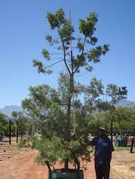 Image result for Afrocarpus falcatus