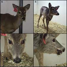 Clinical Bluetongue Virus Serotype 8 Disease In White Tailed Deer A Download Scientific Diagram