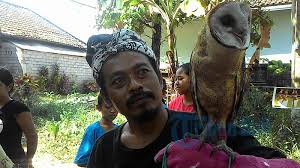 Atasi Hama Tikus Uma Wali Kembangkan Penangkaran Burung Hantu Tribun Bali