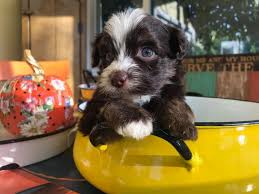 We did not find results for: Currently Available Puppies Heavenly Havanese