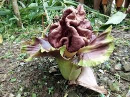 Check spelling or type a new query. Bunga Bangkai Muncul Di Desa Tuhemberua Nias Selatan Suara Nusantara Inspirasi Anak Negeri