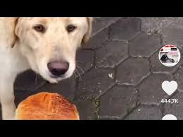 Sokak Hayvanlarinin Yasam Mucadelesinin Farkinda Miyiz Youtube