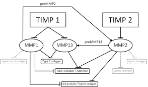 pathway chart of the selected mmp timp interaction overview