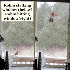 Stop Birds Hitting Windows 5 Tips To Protect Our Feathered Friends Birds Flying Into Windows Birds Windows