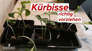 Hokkaido lässt sich wunderbar in töpfen ab mitte april vorziehen. Kurbis Anzucht Kurbisse Richtig Vorziehen Von Der Aussaat Bis Zum Auspflanzen Youtube