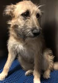 Black And Brown Terrier Mix Animal Id 38470241 Species Dog Breed Terrier Mix Age 1 Year 1 Day Gender Female Size Medium Color Bronze Black Site Department O Dogs Animals Dog Breeds