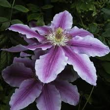 In cooler climates, this plant blooms non stop from late spring through early fall. Clematis Piilu Strauch Pflanzen Kaufen Online Matelma Com