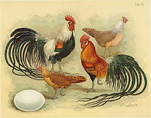 Top 10 best beautiful rooster chickens in chicken show rare rooster show compilation 2020. Phoenix Chicken Wikipedia