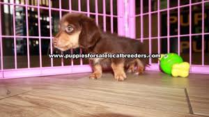 We offer all colors, all patterns, smooth coats, long coats, wirehairs, and english creams. Chocolate Mini Dachshund Puppies For Sale Georgia At Lawrenceville Puppies For Sale Local Breeders
