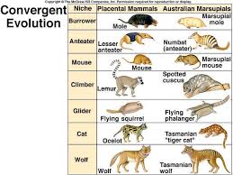 Ecological Niches Convergent Evolution Animal Paintings Numbat