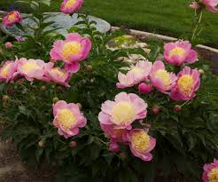 Bowl Of Beauty Peony In The Garden Igardendaily