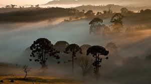 Image result for Arauk rie Araucaria