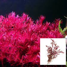 Image result for Rotala fontinalis