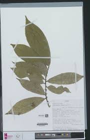 Image result for Octolepis