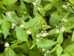 Image result for Persicaria nepalensis